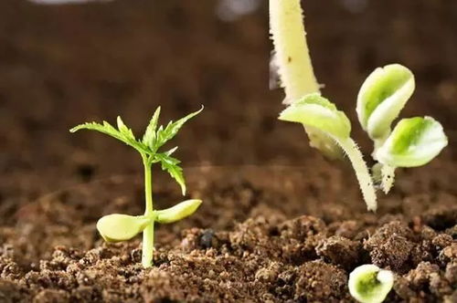 未来五年肥料研发重点聚焦 微生物菌肥与复合微生物肥料的创新之路