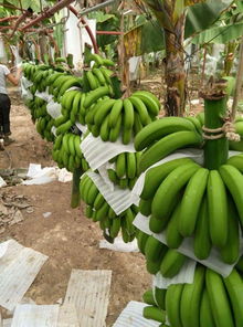 2015年峨眉绿地复合微生物肥料在云南香蕉种植中的施用效果与研发价值分析