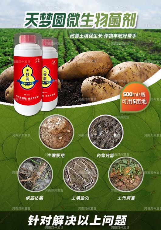 沃丰施敢当与天梦圆 复合微生物菌剂护航大田果蔬的健康栽培