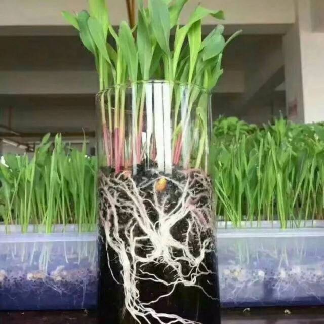 做种肥同播的生物菌肥!&ldquo;芽力芽利&rdquo;爆芽护根,作物生长有力