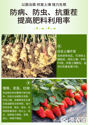 土传病克星 复合微生物菌剂的研发与应用